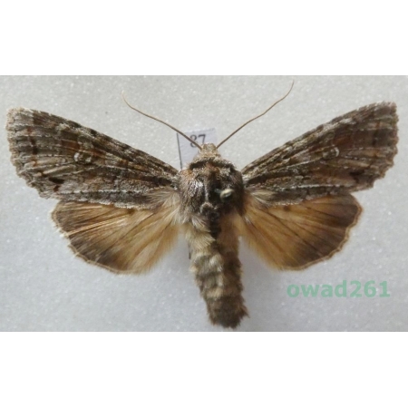 Polia bombycina (Hufnagel, 1766) Czech87